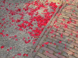 He carried her over rose petals