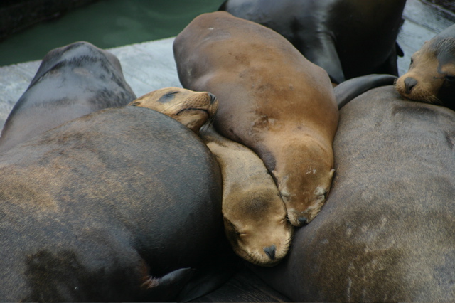 Baby Seals in Frisco