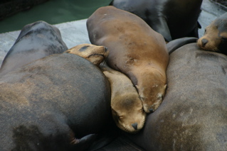 Baby Seals in Frisco