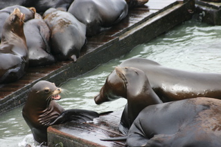 Adult Seals in Frisco