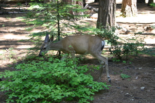 A lonely deer nibbles some leaves
